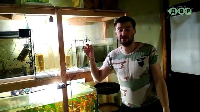 КАК РАЗВОДИТЬ СОМИКОВ КОРИДОРАС И НЕ ТОЛЬКО! СОВЕТЫ ОТ КОСТИКА! смотреть онлайн