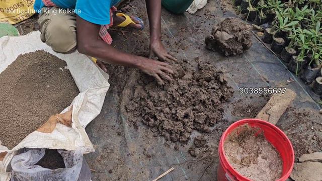 100+ Thai Varieties | Wholesale Bougainvillea Plants | multi grafting Bougainvilla Flowers Plant | смотреть онлайн