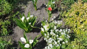 КАЛЛЫ В САДУ. Выращиваем каллы на нашей даче. А Вы с нами!? Агротехника. Любуемся цветением калл)))