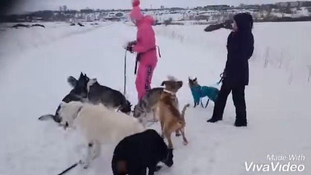 Хаски и доберман прогулка смотреть онлайн