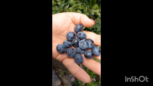 Голубика Аврора смотреть онлайн