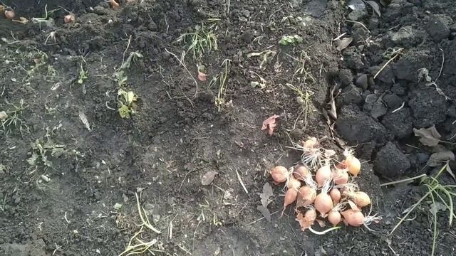 Новогодняя посадка лука| Посадка лука 31 декабря смотреть онлайн