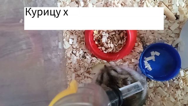Что можно, а что нельзя джунгарскому хомяку? Хомячки смотреть онлайн