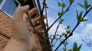 Моя прививка алычи на молодую сливу 14.05.2021. прошлогодний привой зацвёл.