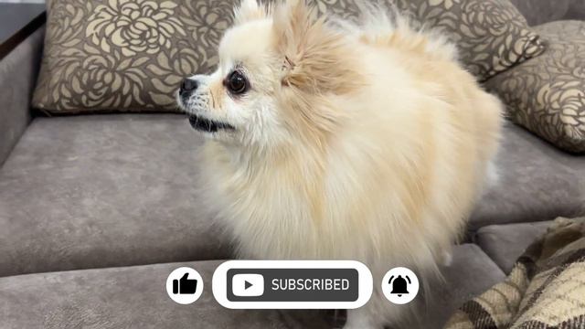 Лай маленькой собаки 🐾 Померанский Шпиц смотреть онлайн