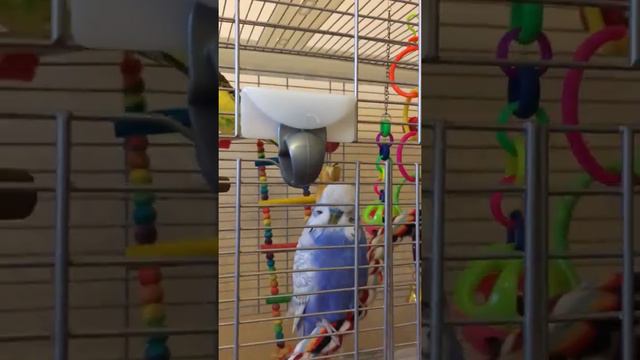 Ввп Чехи Нюша начинает разговаривать смотреть онлайн