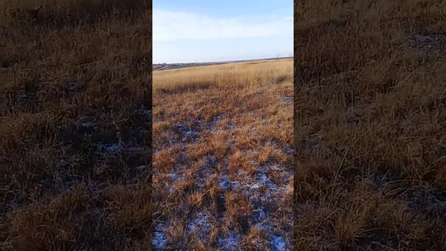 Первые подачи в поле , дратхаар 3.5 мес. смотреть онлайн