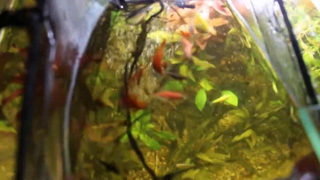 Посадил рыбку на нерест [Данио и коридорасов Штерба] смотреть онлайн