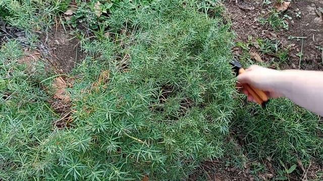 How to Prune Sundrops смотреть онлайн