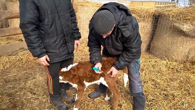 Обработки телят смотреть онлайн