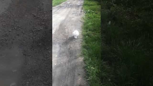 Кошка-альбинос смотреть онлайн