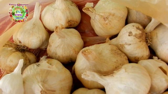 А ВЫ ВИДЕЛИ НОВЫЙ ЧЕСНОК С ЗОНТИКАМИ НА ЦВЕТОНОСАХ? смотреть онлайн