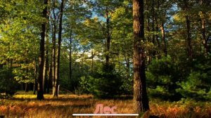 Карточки Домана Часть 12 Природа!