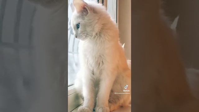 Белая кошка Мейн кун и ее котёнок. смотреть онлайн