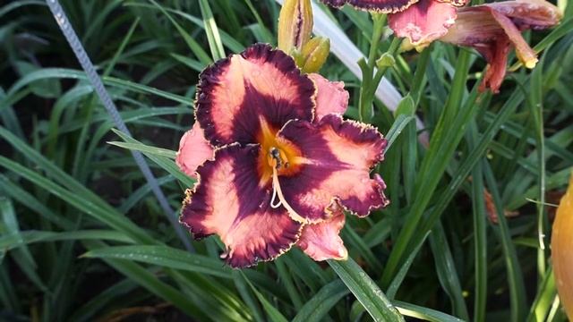 Лилейник EXTRAVAGANT 24.06.2015 смотреть онлайн