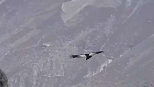 Kondore im Colca Canyon смотреть онлайн