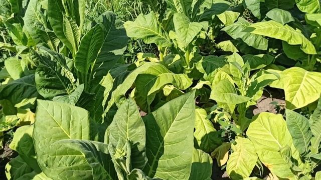 Рутина выращивания. смотреть онлайн