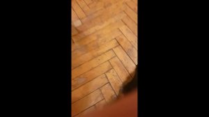 ЙОРК ТЕРЬЕРчик. Щенок 4 месяца.ПРИКОЛЬНЫЙ ЩЕНОК.