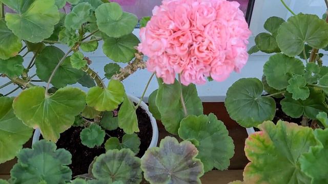 Селекция Ирины Мусиной смотреть онлайн