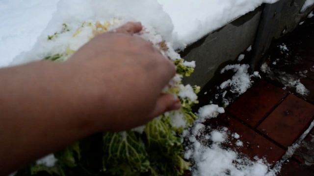 Зимой на даче! Приглашаю на прогулку по саду. Обзор зимнего сада. Подготовка к зиме. Дача в снегу! смотреть онлайн