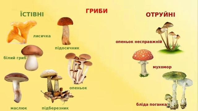 Чигиринова Катерина Михайлівна, Дидактична гра "Що ми знаємо про осінь " смотреть онлайн