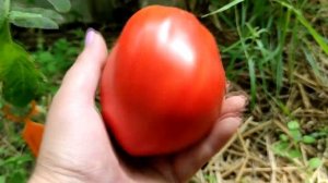 Сорт Дедушкины Муди