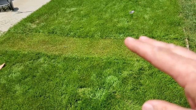Can You Cut Your Grass TOO Short? смотреть онлайн