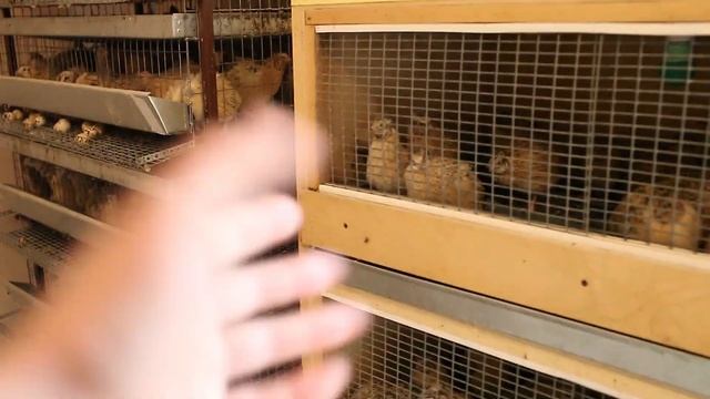 Наши перепела! смотреть онлайн