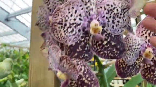 #обзор#орхидеи# Обзор:Baobab и Jardiland смотреть онлайн