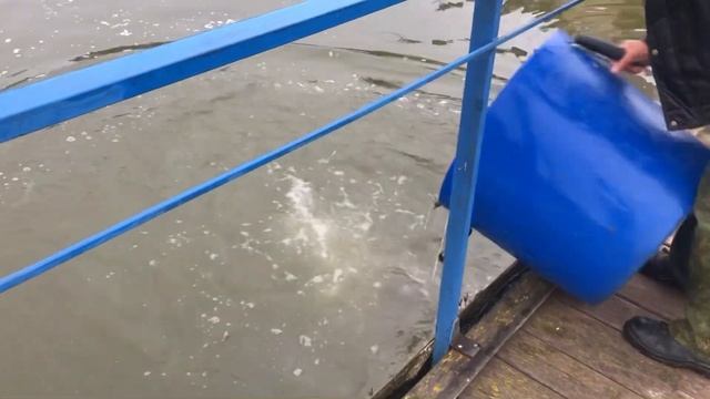 Африканский сом смотреть онлайн