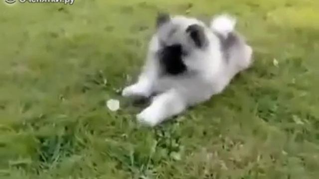Устрашающий пес))) смотреть онлайн