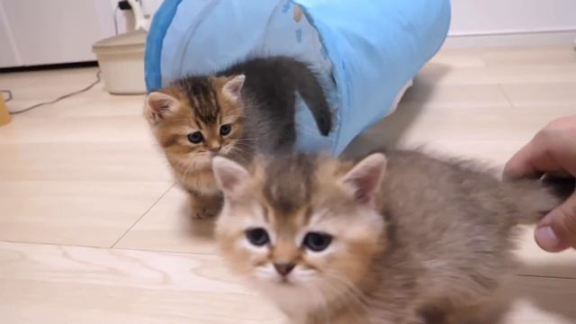 It makes me happy to see mother cat Lili and kitten Charo playing. смотреть онлайн
