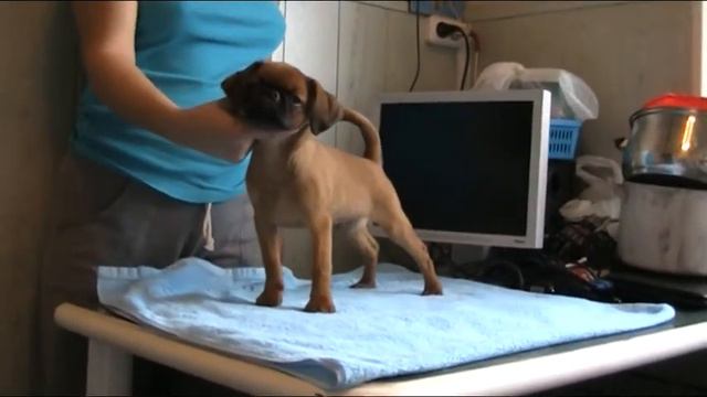 Гриффоны  Намсарей