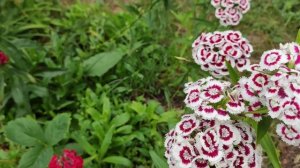 Время сеять турецкую гвоздику