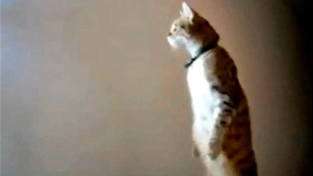 Смешная кошачья подборка смотреть онлайн