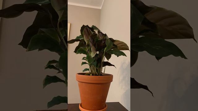 Time lapse of Calathea Louisae (Maui Queen), 12 Hours, Night Time смотреть онлайн