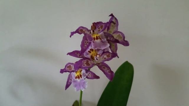 Degarmoara Shibumi 'Purple Rain' in BLOOM! ❤️ смотреть онлайн