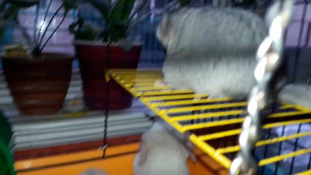 Белая Шиншилла! Белый Ген и как Отличать Окрасы, которые имеют Белый Ген! смотреть онлайн