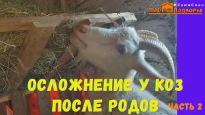 Здоровье козы после окота: чем кормить козу, уход за козой после окота. ЧАСТЬ 2. "Мое Подворье"