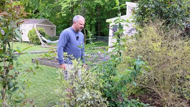 Spring Pruning Time - Azalea, Viburnum, Lilac, Indian Hawthorne, Chinese Snowball, Salvia смотреть онлайн