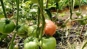 Томат Микадо Сибирико