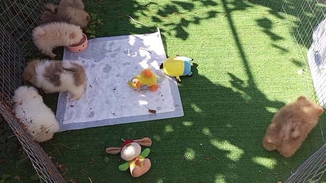 Если вы решились завести Шпица. Часть 2.Как кормить щенка? #купитьшпица #шпиц #померанскийшпиц смотреть онлайн