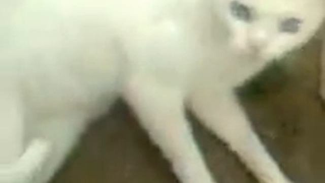 белый кот с голубыми глазами смотреть онлайн