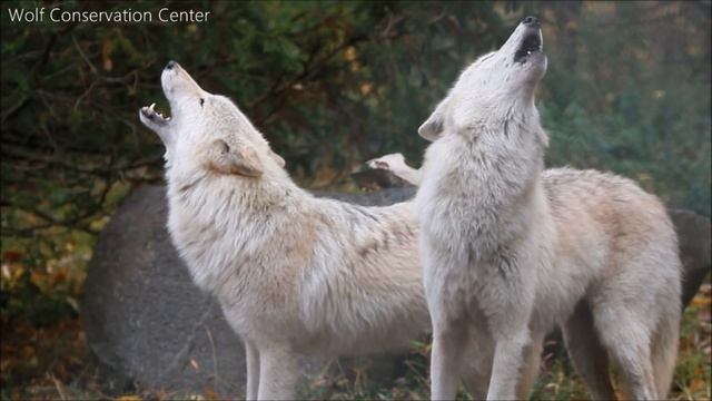 Wolf Howl Duet смотреть онлайн