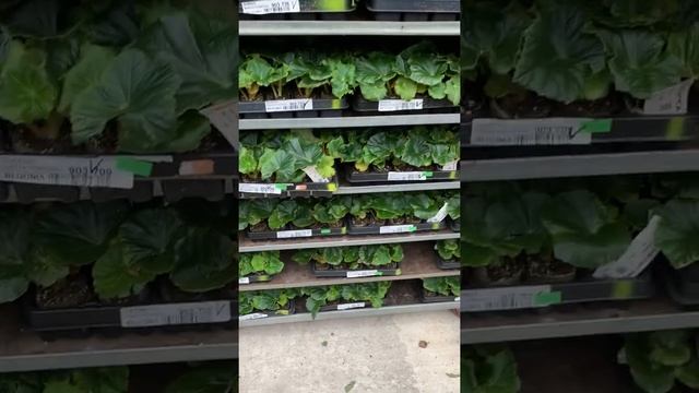 Бегония Элатиор в черенках смотреть онлайн