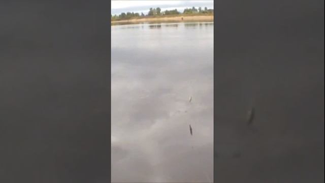 ОТЛИЧНЫЙ КЛЁВ #рыбалка смотреть онлайн
