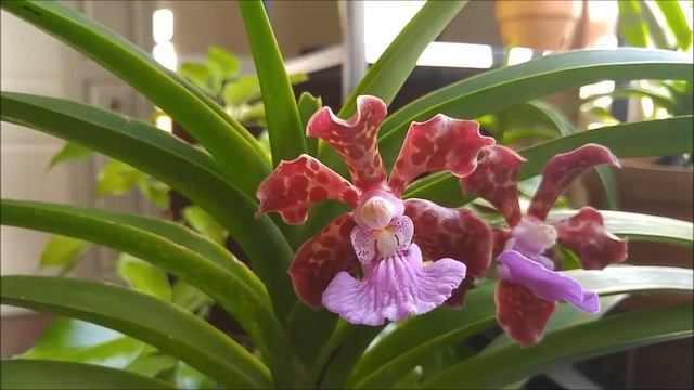 Vanda insignis x Mimi Palmer - orchid in bloom 2019 смотреть онлайн