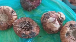 Гладиолусы готовим к посадке.Гнили,парша.Зависимость от...