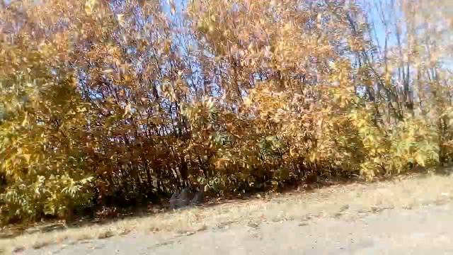 Листья жёлтые красота смотреть онлайн