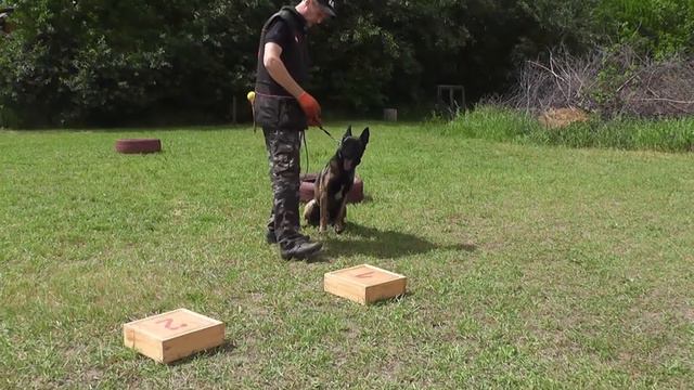 K-9 Best Detection Vik № 4 смотреть онлайн